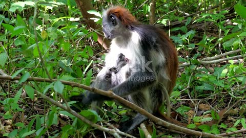 Top 5 Monkeys on the Brink: Can We Save Them?