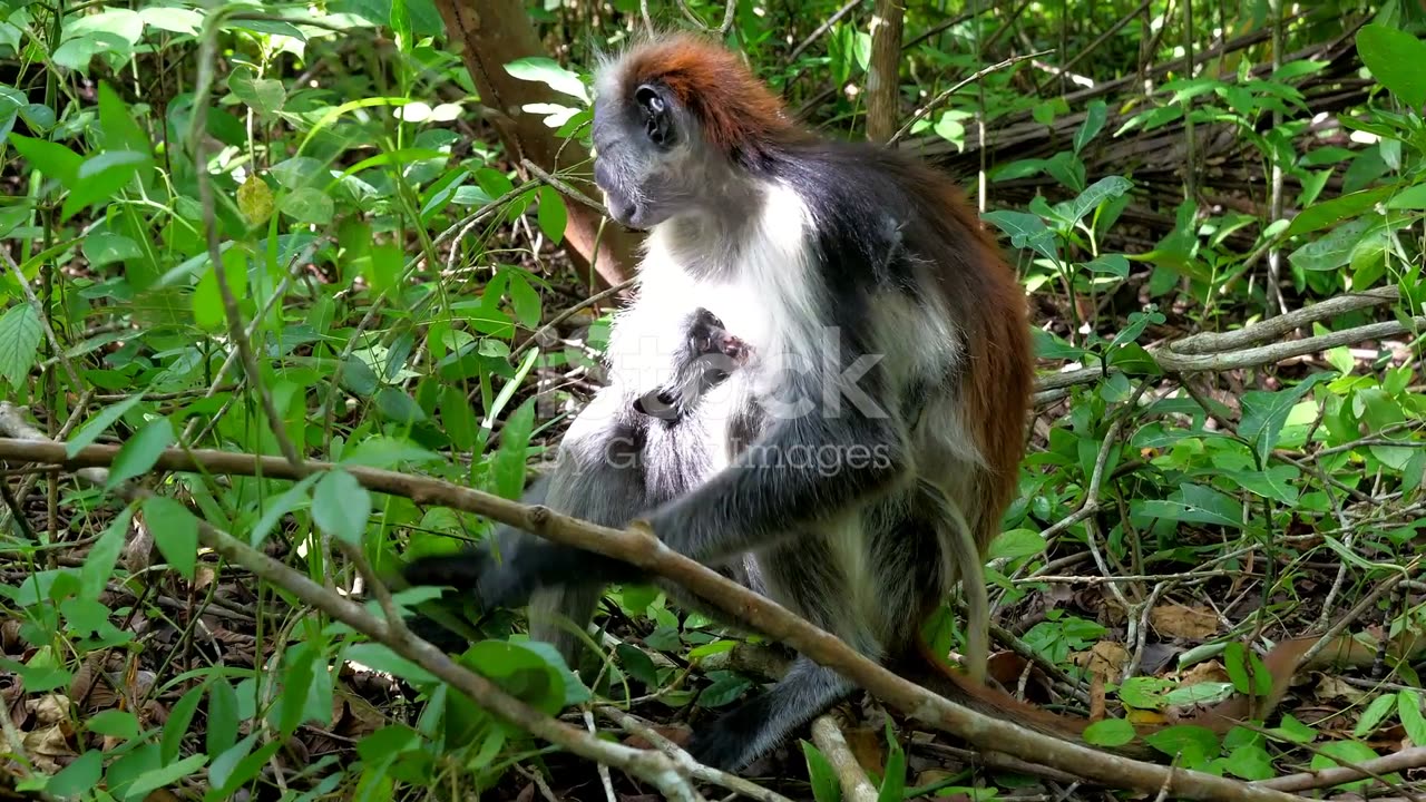 Top 5 Monkeys on the Brink: Can We Save Them?