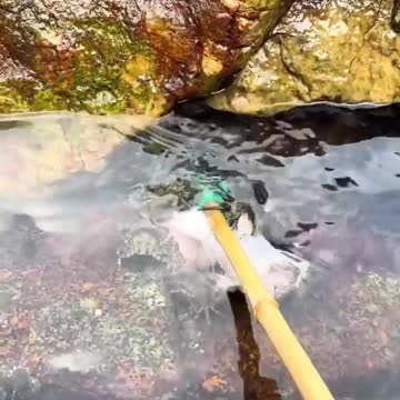 The fastest and most cunning way to catch a crab