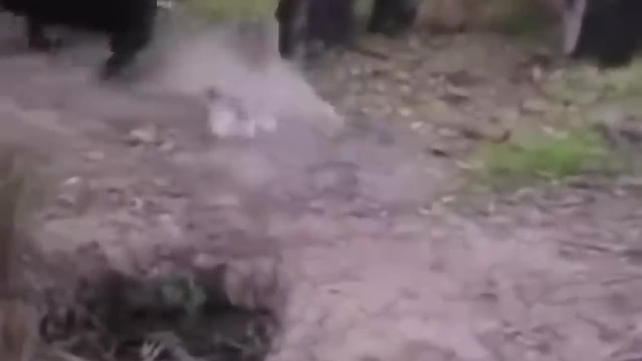Cute and funny videos compilation