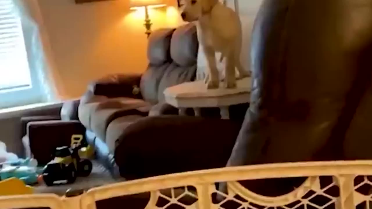 Funny Animal Videos Of The Day 0038! 😂😂 #fyp #memes #memedaily #dankmemes