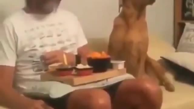 Funny dog wants to eat too