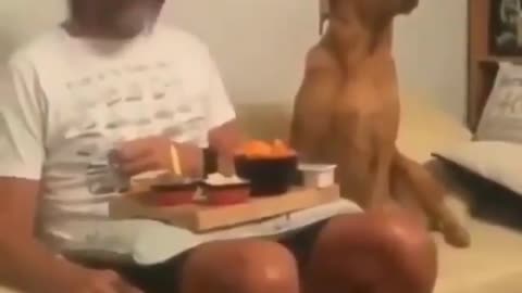 Funny dog wants to eat too