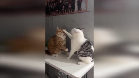 Cute and Funny Cats 😻 _ Funny Animal Videos 😹 _ Top 2023