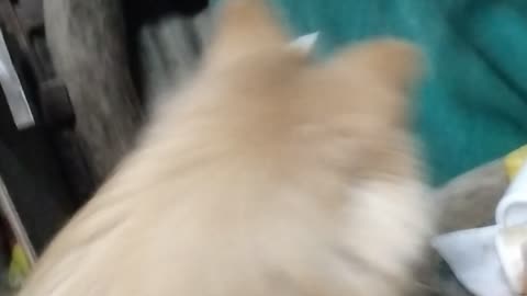 Funny Dog and Cat
