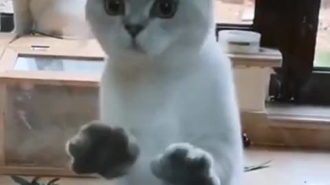Cats are so funny ||| CAT VIDEOS TIK TOK