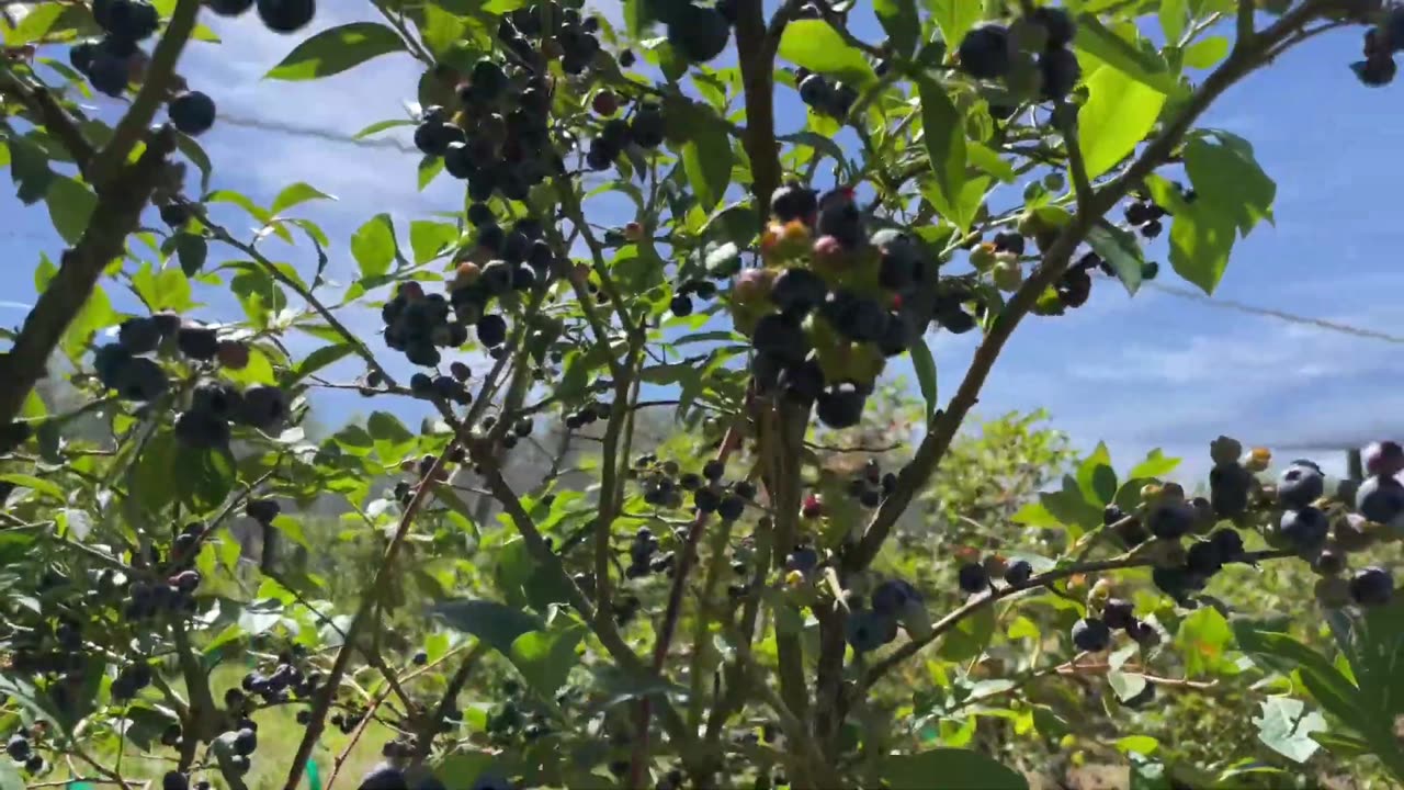 Blueberry farm visit