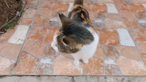 Stray calico cat with a half-tail and pink nose is absolutely adorable.