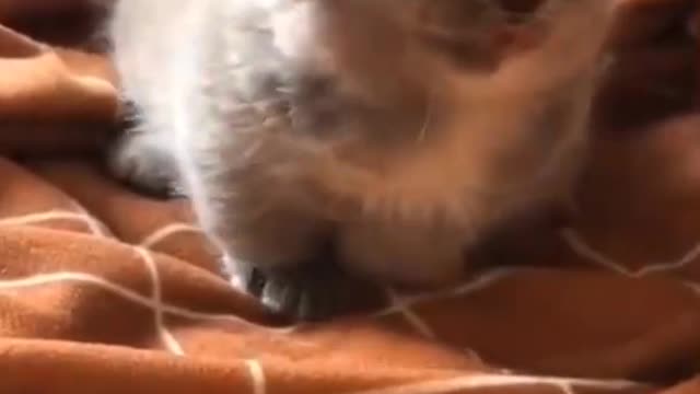lovely kitten wants attention