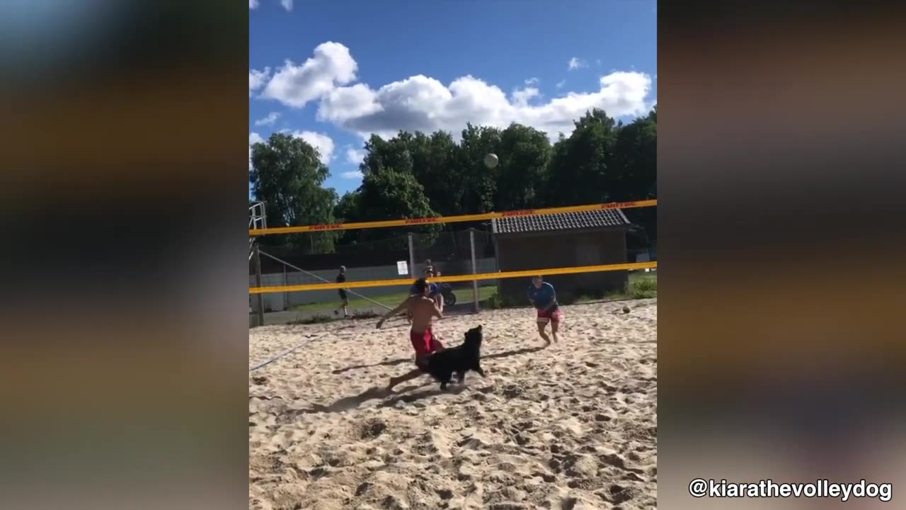 This Dog Knows How To Play Volleyball