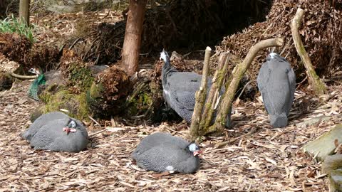 group of guinea fowl with this peacock