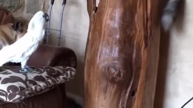 Funniest Cats and Dogs 🐱🐶 Part 19