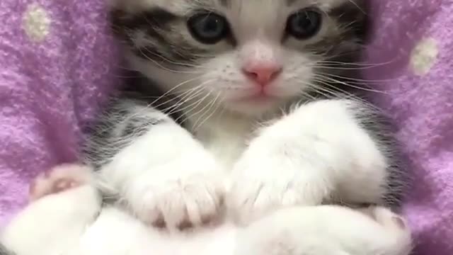 lovely cat