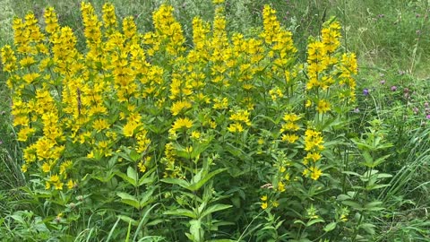 A beautiful flower in my backyard