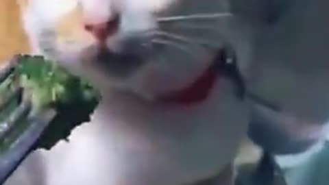 Cute, Funny and Lovely Cat, black cat, cats, funny cats, funny cat videos