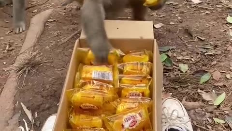 wow #monkey eating bulk of food packets