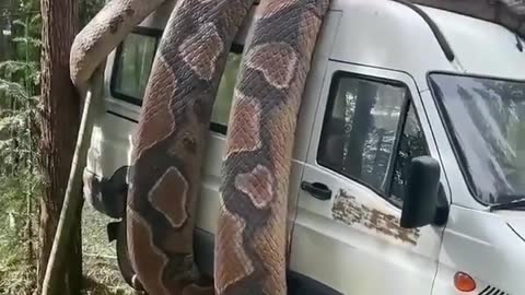 Thas is real snake