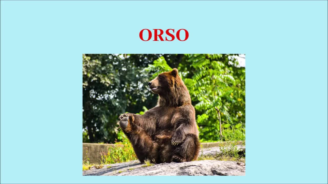 Italian vocabulary: Animals-part 2; Vocaboli Italiani: Animali parte 2