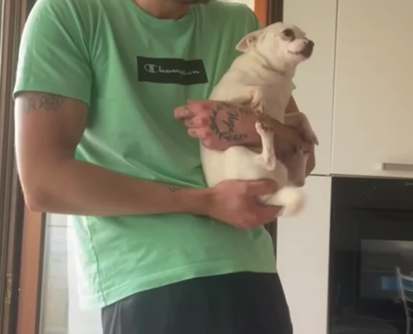 White chihuahua Dog Dancing Hilarious !!