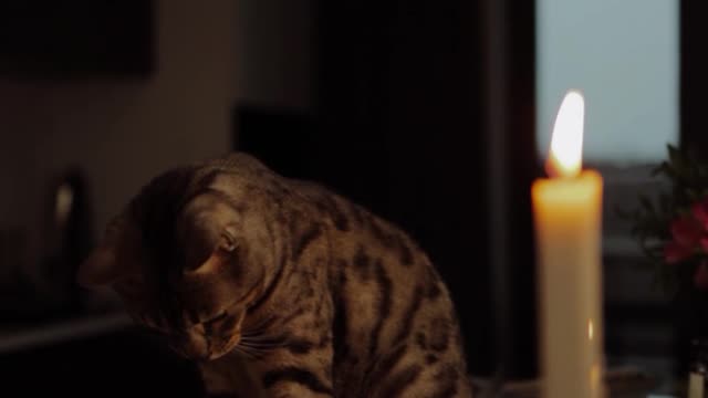 Cat With Candle