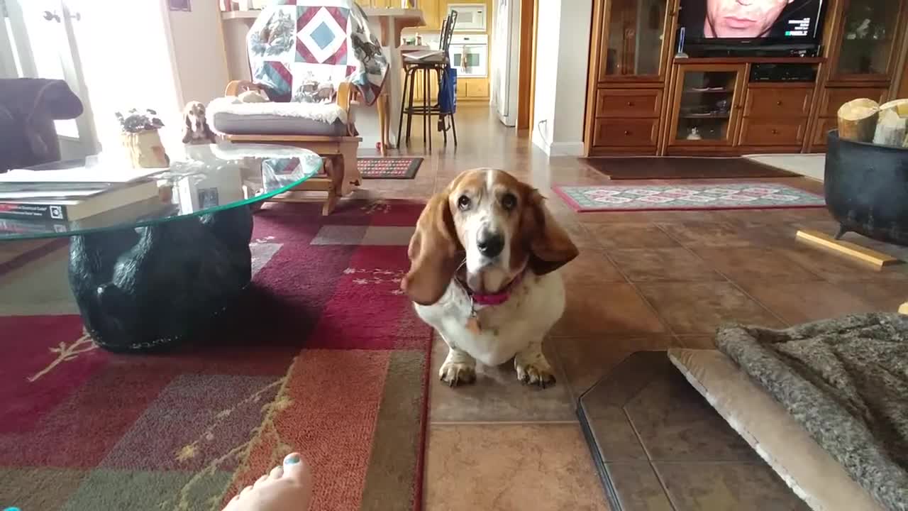 Basset Hound exigindo atenção