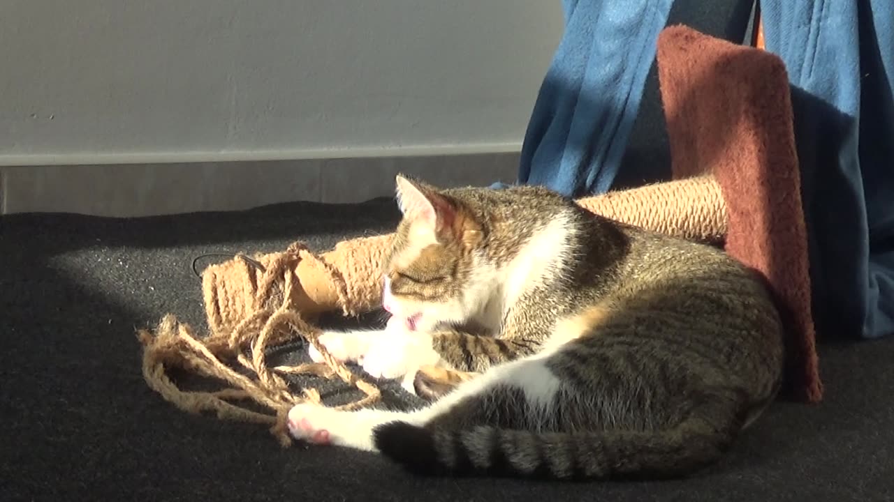 This Cat Has Destroyed the Scratching Pole