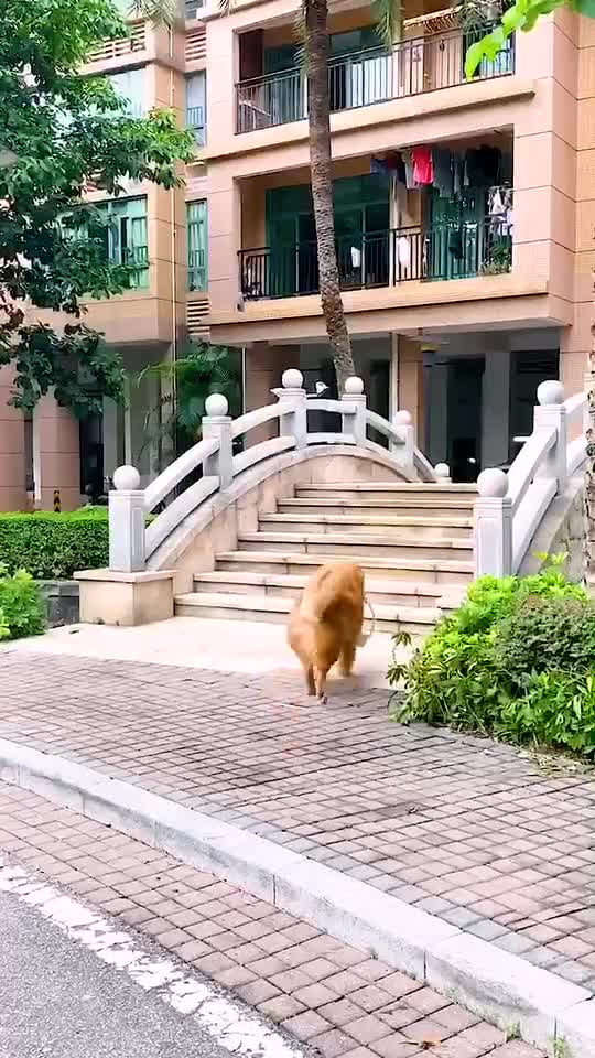 GOLDEN RETRIEVER SHOPPING FOR OWNER.mp4