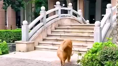 GOLDEN RETRIEVER SHOPPING FOR OWNER.mp4