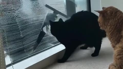 Cute animals
