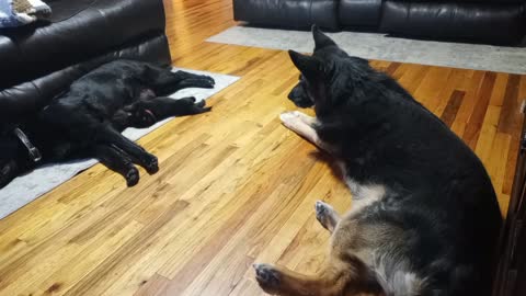 German Shepherd Family