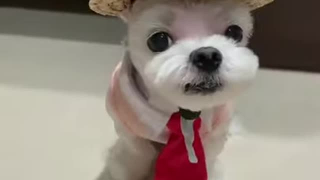 Funniest Puppy In Costumes - Funny Animal Videos