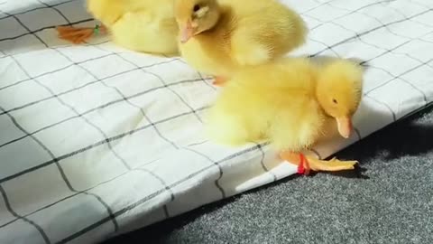 Duck