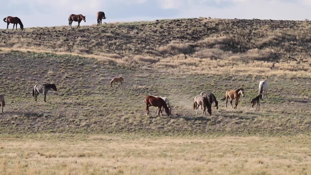 Onaqui Herd August