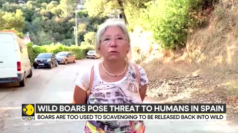 Spain: Wild boars pose threat to humans, authorities warn residents | Latest World News | WION