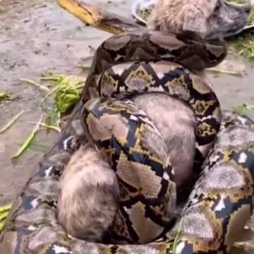 Python caught poor dog
