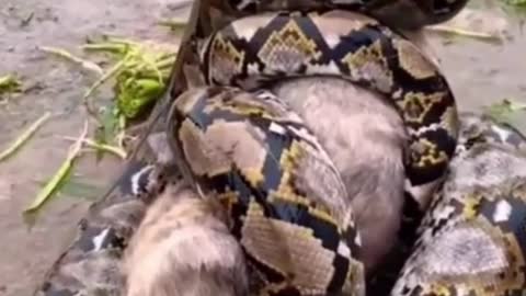 Python caught poor dog