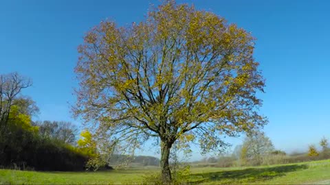 tree recorded in all seasons