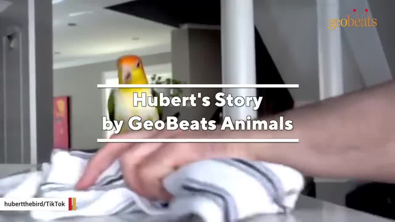 Man brings home a parrot