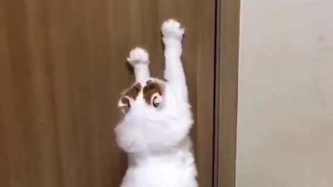 Funny video clips of animals