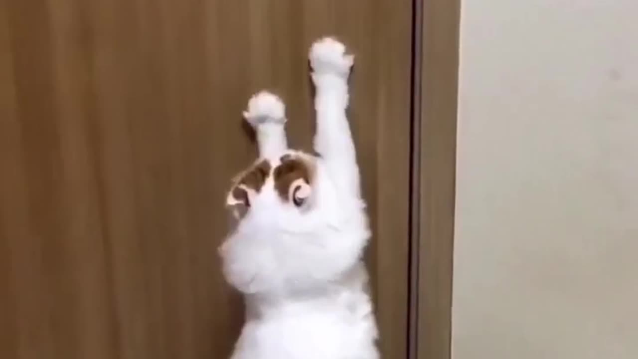 Funny video clips of animals