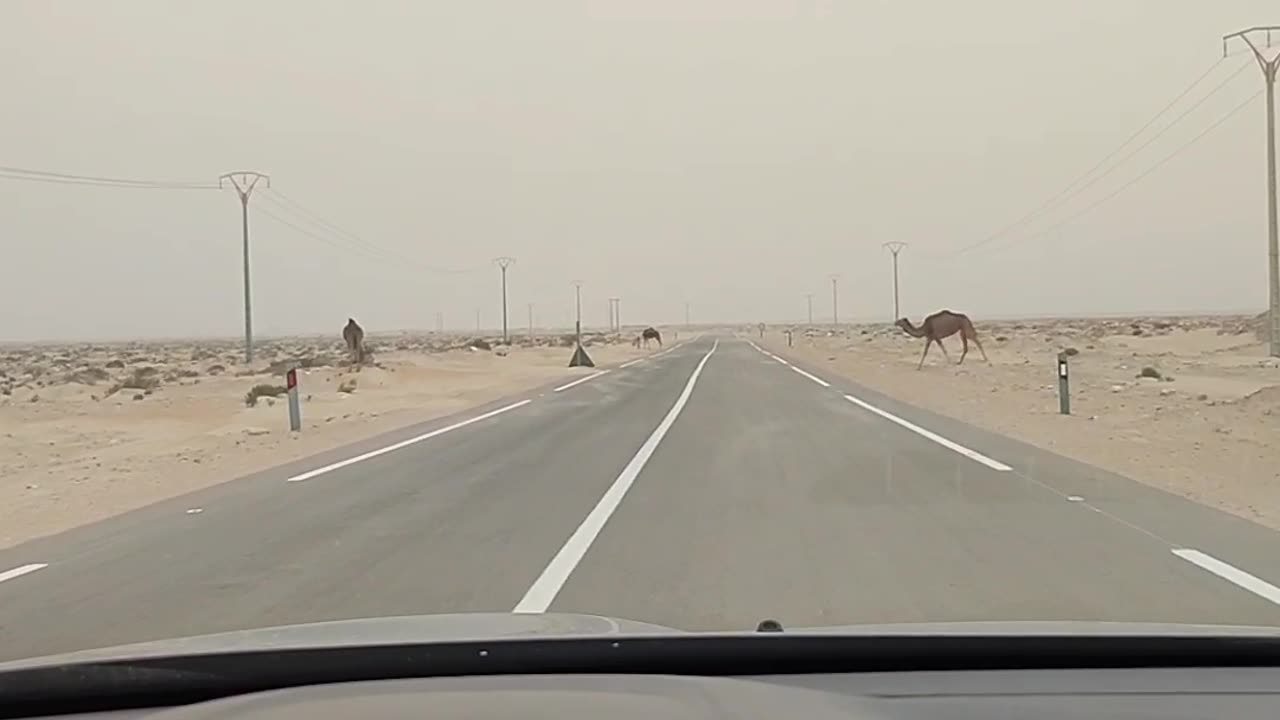 Camel