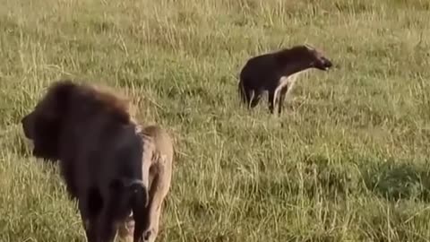 Loin and Hyena Battle