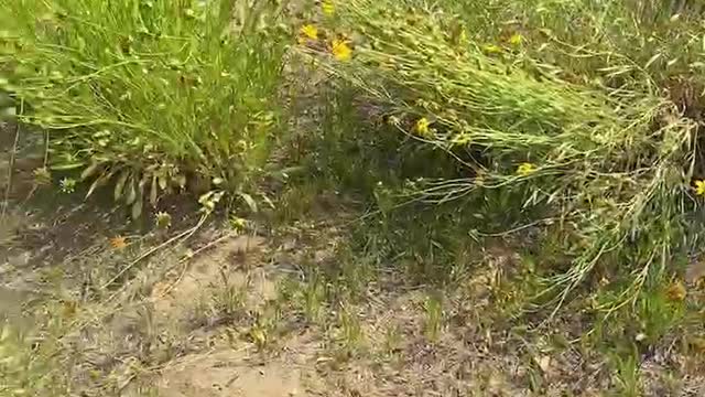 Unique growing wildflowers