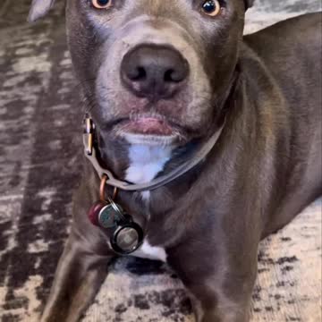 Our baby boy Baloo. Pit bull rescue 😍