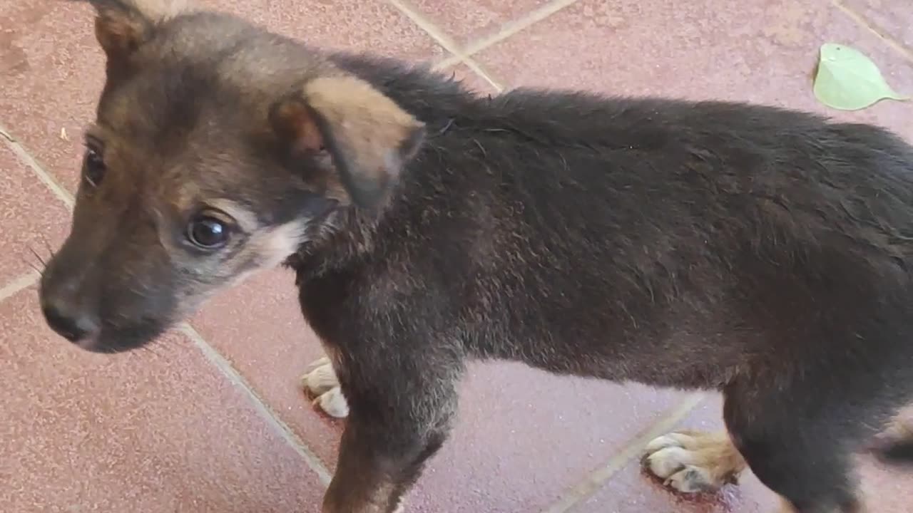 young dog anoying cat