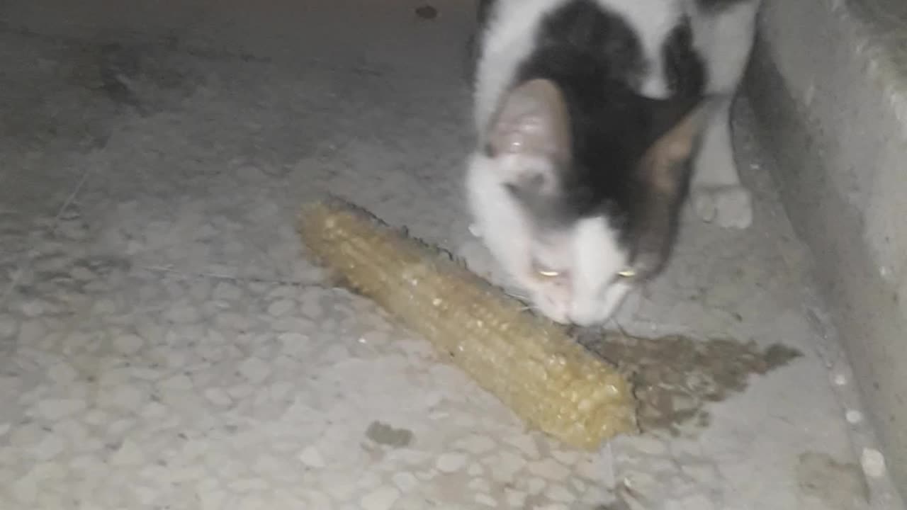 Cat enjoys eating corn