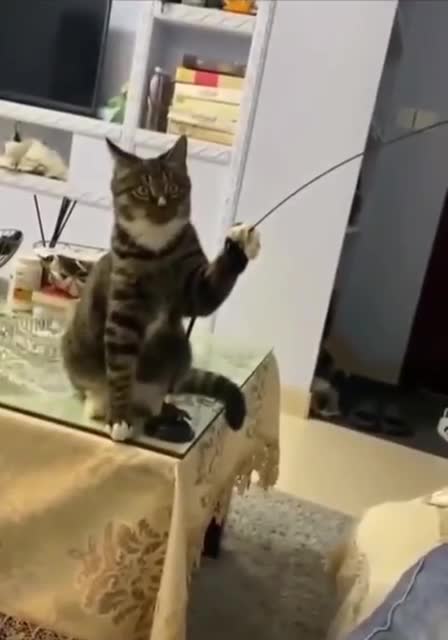 Playing with his two-legged