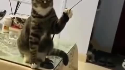 Playing with his two-legged