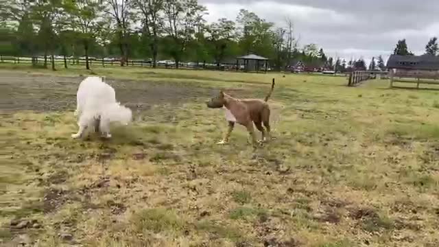 German Shepherd Attacks Pitbull