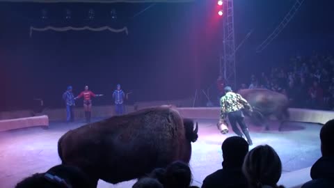 Circus. The show of different animals. Bisons, kangaroos, ostriches & giraffe